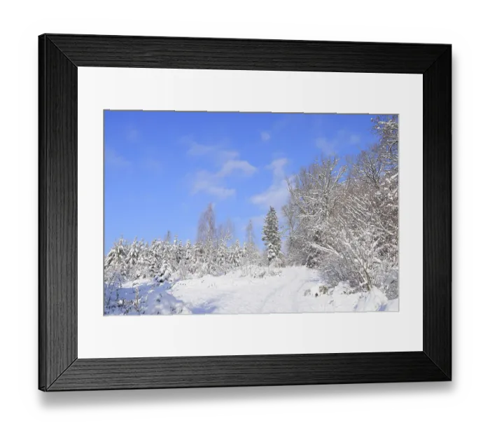 Framed Print : Snow-covered winter forest, snow-covered spruces (Picea abies) on a sunny winter day with blue sky Framed Print : Snow-covered winter forest, snow-covered spruces (Picea abies) on a sunny winter day with blue sky