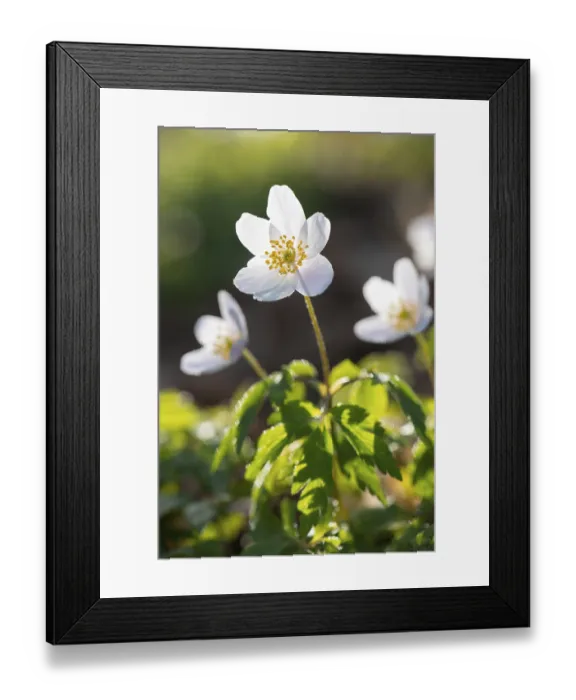 Framed Print : Wood anemone (Anemonoides nemorosa) (Syn)