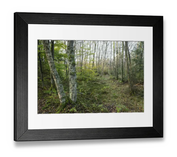 Framed Print : Bog birch forest (Betula pubescens) Framed Print : Bog birch forest (Betula pubescens)