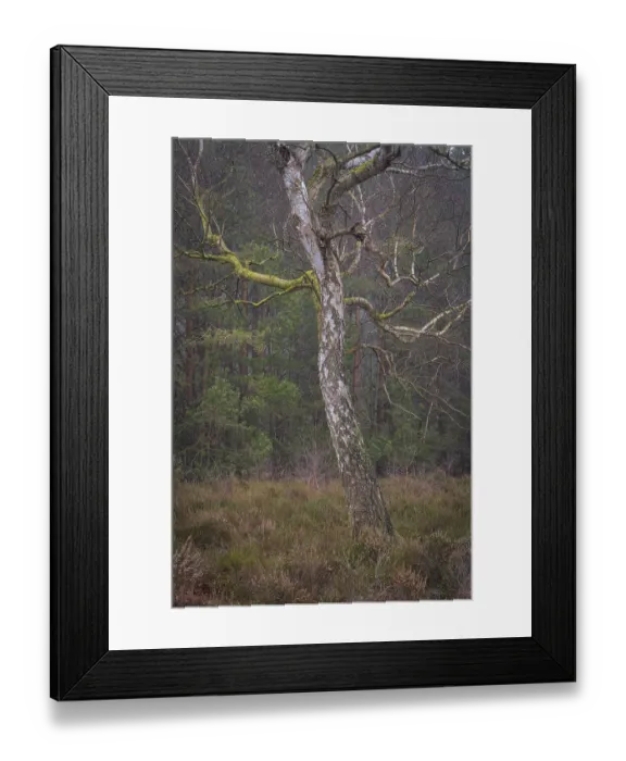 Framed Print : View of a single bike standing alone on a heath area