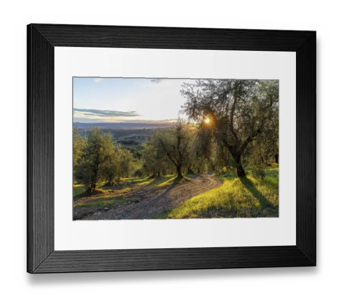 Framed Print : Path through an olive grove at sunrise
