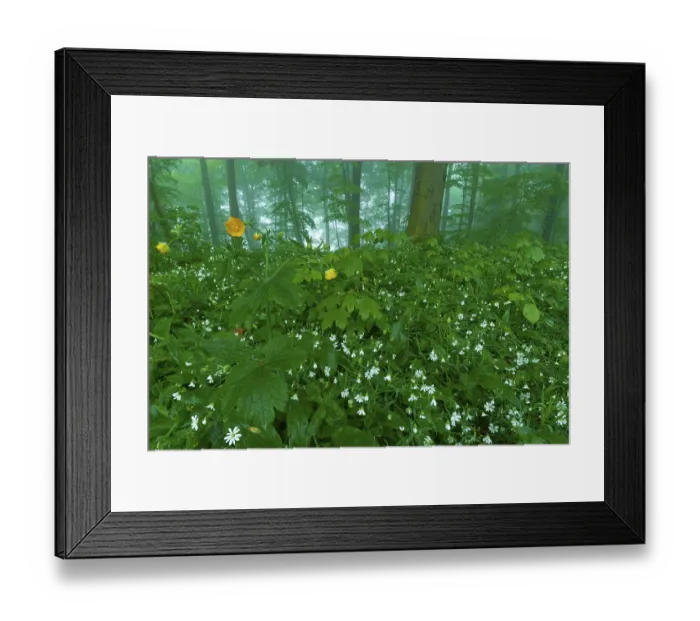 Framed Print : Blooming forest floor with yellow snowdrop anemone (Anemone) and Greater stitchwort (Stellaria)