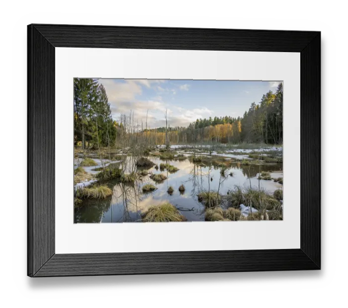 Framed Print : Winterladscape of a swamp with ice