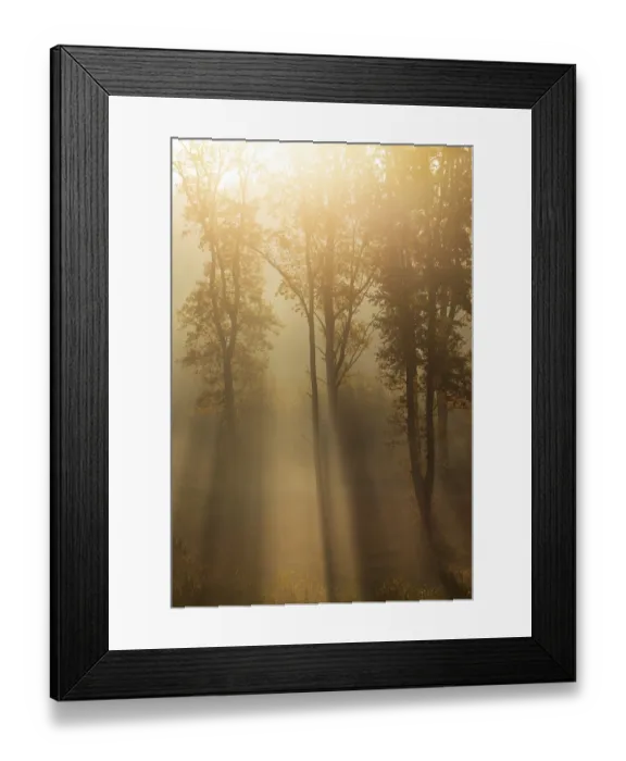 Framed Print : Sunrise with morning fog in the deciduous forest Framed Print : Sunrise with morning fog in the deciduous forest