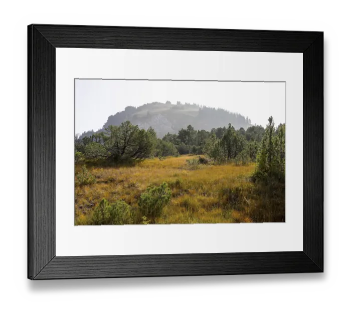 Framed Print : In the Hinter Hoehi upland moor in autumn with old Scots pines (Pinus) Framed Print : In the Hinter Hoehi upland moor in autumn with old Scots pines (Pinus)