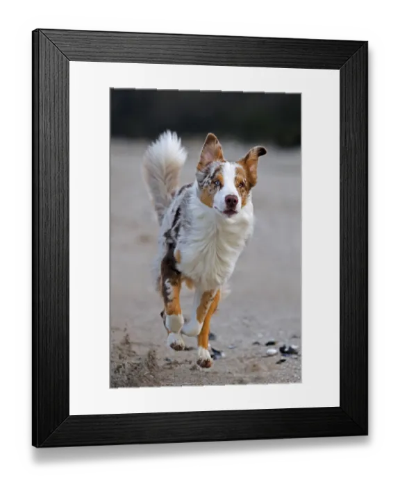 Framed Print : Australian Shepherd, Aussie, breed of herding dog from the United States