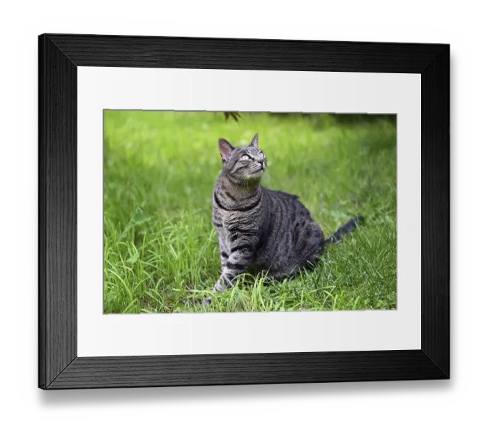Framed Print : Grey tabby cat sitting in the grass