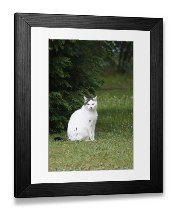 Framed Print : White cat, summer, Germany, Europe Framed Print : White cat, summer, Germany, Europe