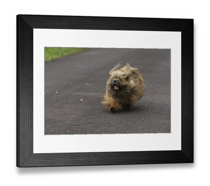 Framed Print : Lhasa Apso, Lhasa Terrier, Lion Dog, Tibet