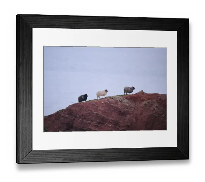 Framed Print : Domestic sheep (Ovis aries) Heidschnucke moorland sheep on the cliffs