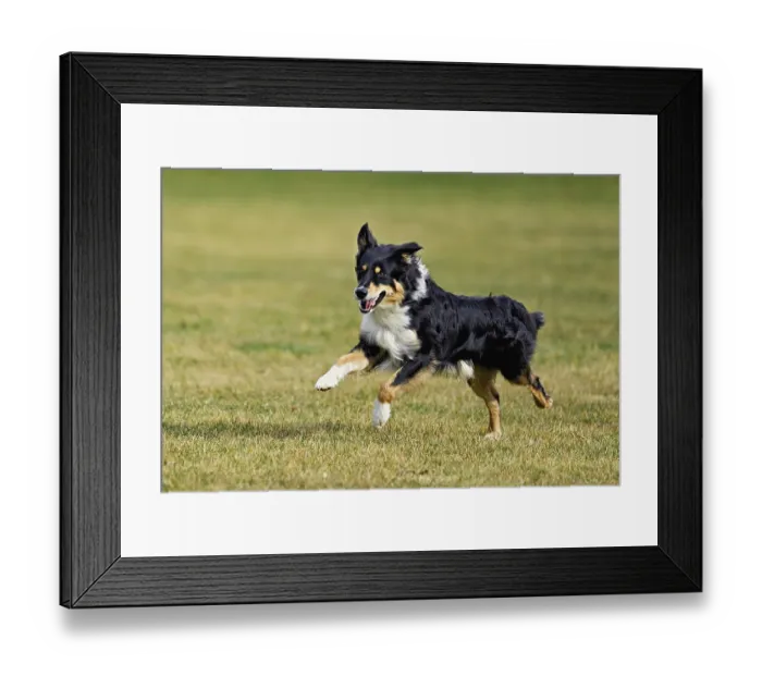 Framed Print : Mixed breed dog between Border Collie and Australian Shepherd jumps across meadow