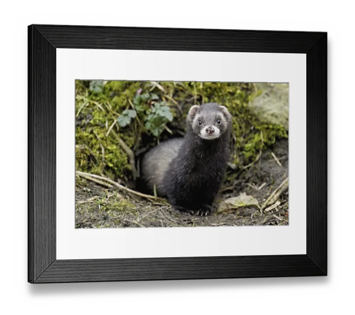Framed Print : European polecat (Mustela putorius) Framed Print : European polecat (Mustela putorius)