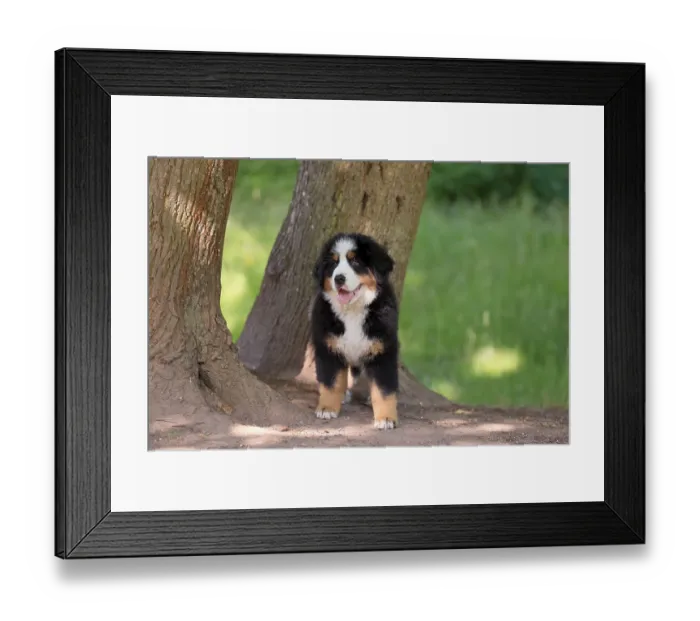Framed Print : Bernese mountain domestic dog (Canis lupus familiaris) puppy