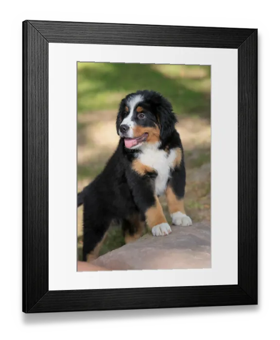 Framed Print : Bernese mountain domestic dog (Canis lupus familiaris) puppy