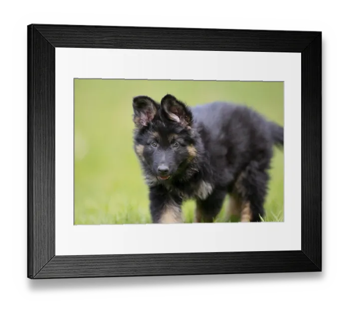 Framed Print : German Shepherd domestic dog (Canis lupus familiaris) Puppy