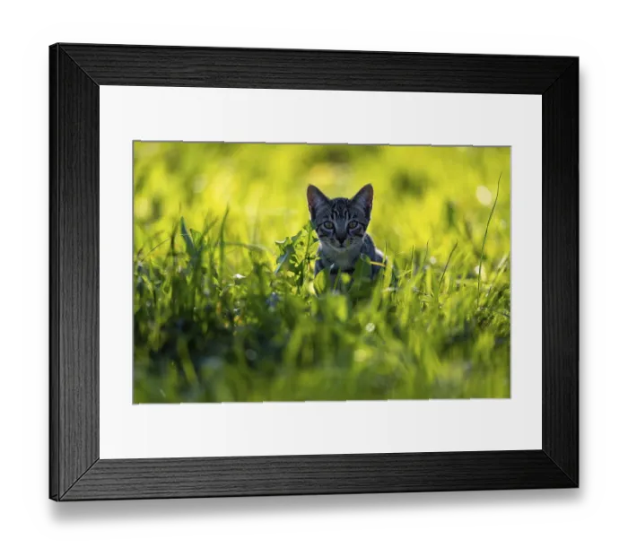 Framed Print : European domestic cat, in high grass with back light