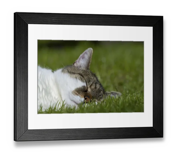 Framed Print : Snoozing and contented domestic cat (Felis catus)