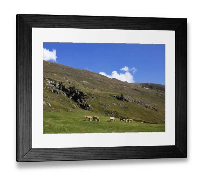 Framed Print : Haflinger on the alpine pasture in the Rofental