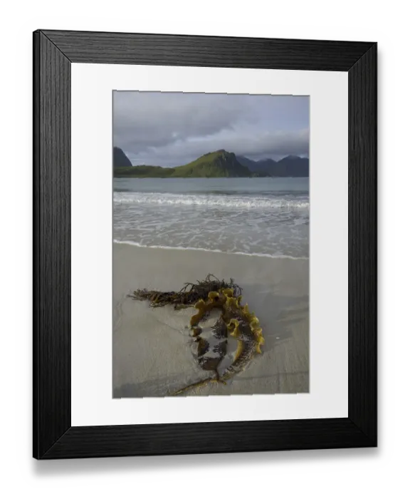 Framed Print : Kelp in the bay of Uttakleiv, Lofoten Framed Print : Kelp in the bay of Uttakleiv, Lofoten