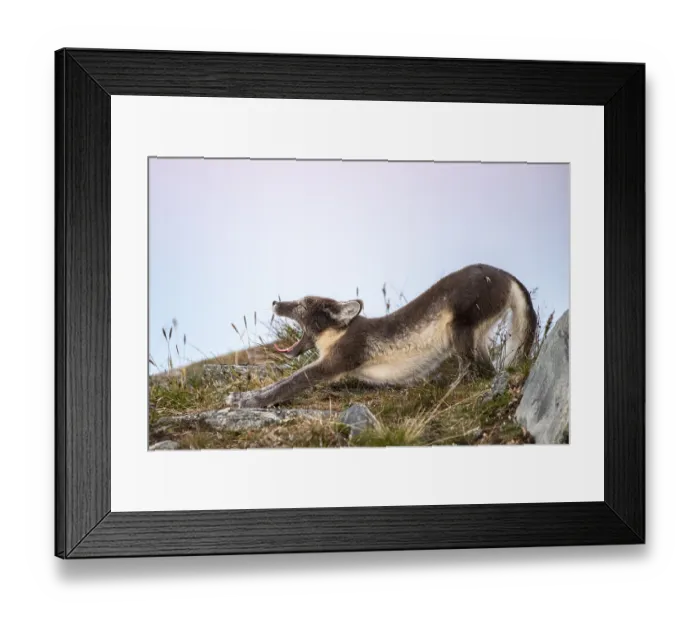 Framed Print : Arctic fox (Vulpes lagopus) yawning
