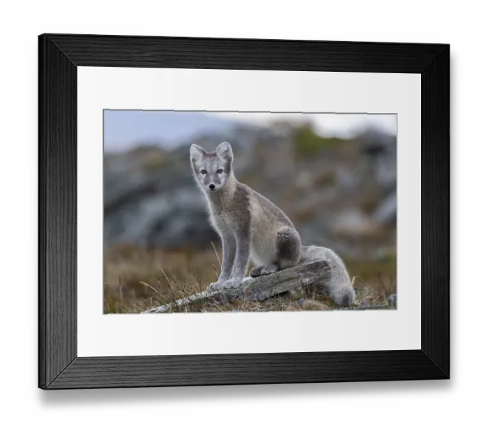 Framed Print : Arctic fox (Vulpes lagopus), Dovrefjell-Sunndalsfjella National Park