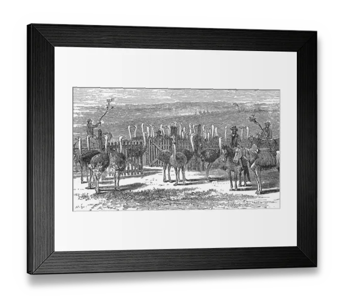 Framed Print : An ostrich farm, Cape Colony, around 1870 Framed Print : An ostrich farm, Cape Colony, around 1870