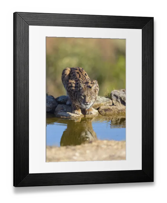 Framed Print : Iberian lynx (Lynx pardinus), drinking water at the waterhole