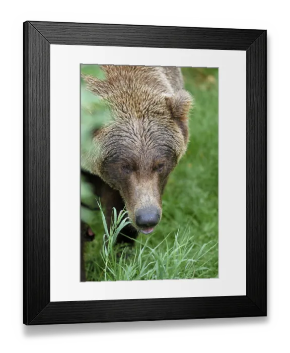 Framed Print : Brownbear (Ursus arctos) male portrait