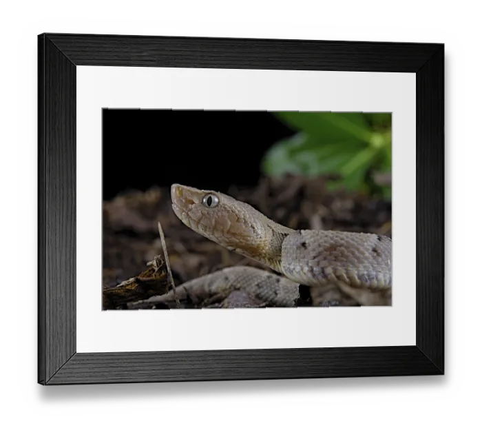 Framed Print : Brazilian lancehead (Bothrops moojeni) Framed Print : Brazilian lancehead (Bothrops moojeni)