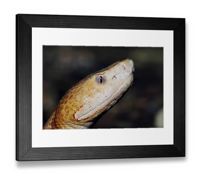 Framed Print : Copperhead (Agkistrodon contortrix), portrait