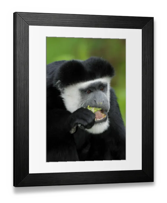 Framed Print : Guereza, Mantled guereza or Black and White Colobus Monkey (Colobus guereza)