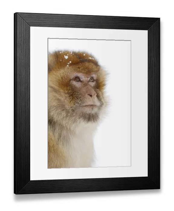 Framed Print : Barbary macaque (Macaca sylvanus) in winter