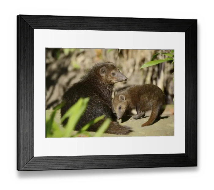 Framed Print : Common kusimanse (Crossarchus obscurus) with juvenile