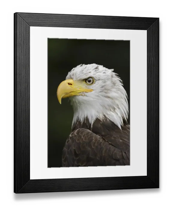 Framed Print : Bald eagle (Haliaeetus leucocephalus) Framed Print : Bald eagle (Haliaeetus leucocephalus)