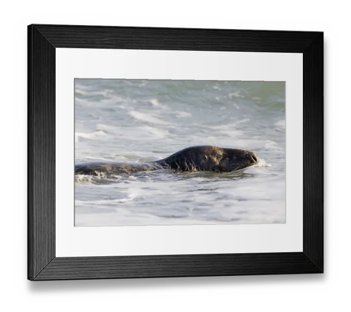 Framed Print : Grey Seal (Halichoerus grypus) Framed Print : Grey Seal (Halichoerus grypus)