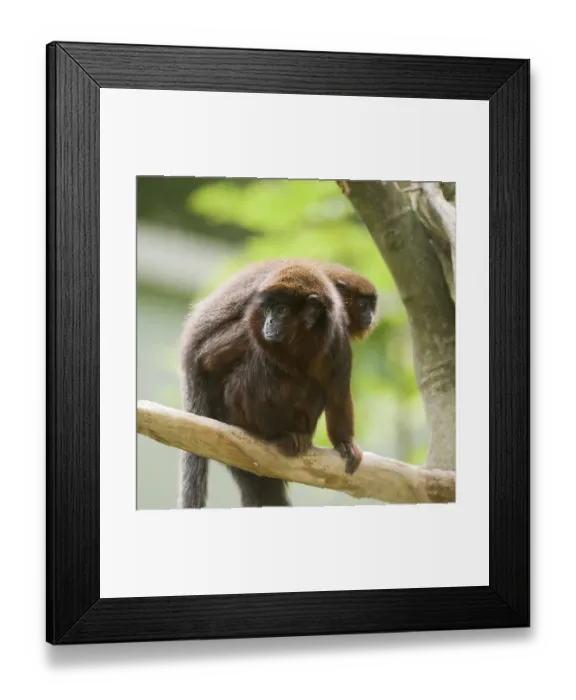 Framed Print : Coppery Titi (Callicebus cupreus) Framed Print : Coppery Titi (Callicebus cupreus)