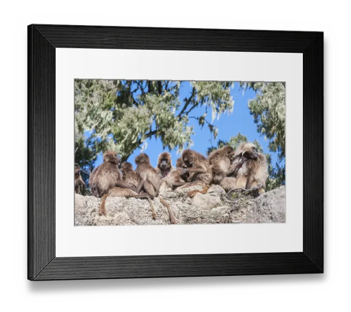 Framed Print : Group of Gelada baboons (Theropithecus gelada) on a rock