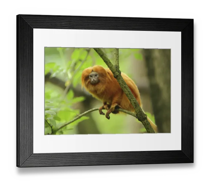 Framed Print : Golden lion tamarin (Leontopithecus rosalia) Framed Print : Golden lion tamarin (Leontopithecus rosalia)