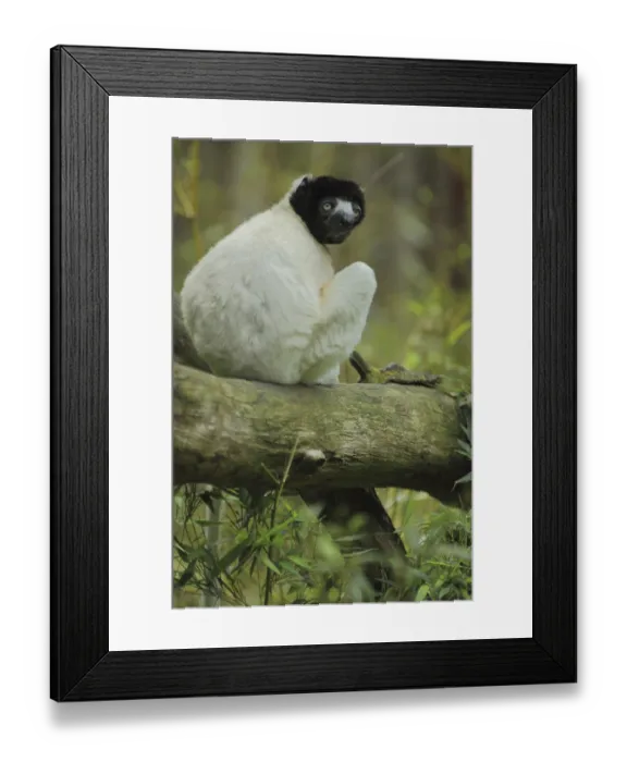 Framed Print : Crowned sifaka (Propithecus coronatus)