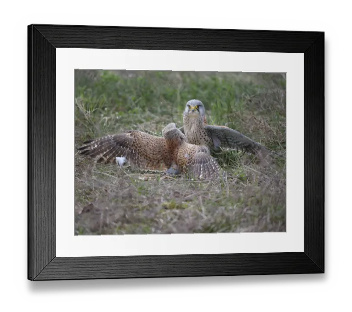 Framed Print : Two common kestrels (Falco tinnunculus) fighting on the ground