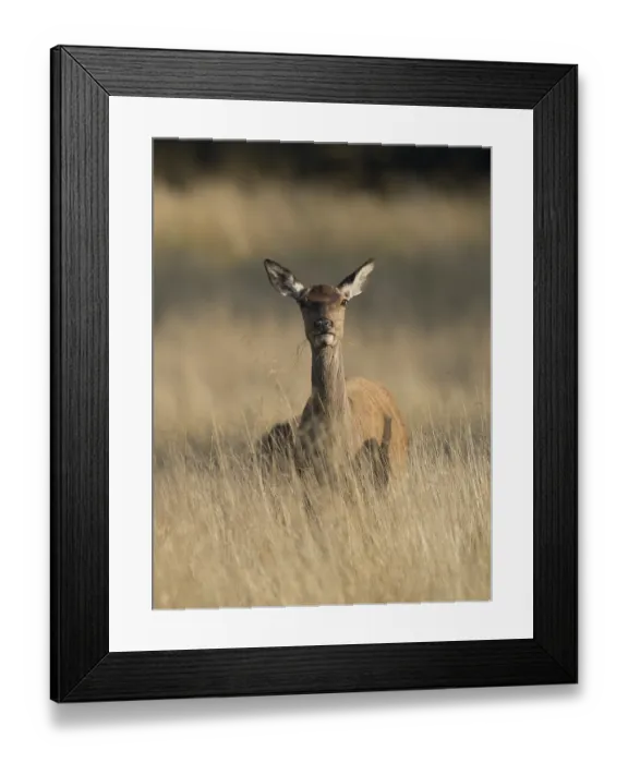 Framed Print : Red deer (Cervus elaphus), hind, Denmark, Europe