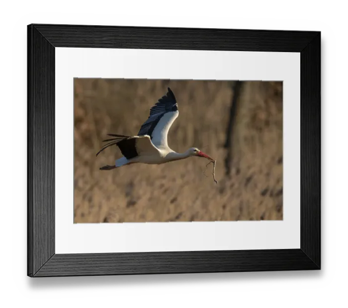 Framed Print : White Stork (Ciconia ciconia), also white stork in flight with nesting material Framed Print : White Stork (Ciconia ciconia), also white stork in flight with nesting material