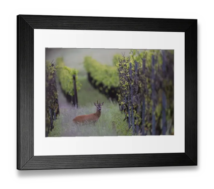 Framed Print : Strong abnormal roebuck in a vineyard