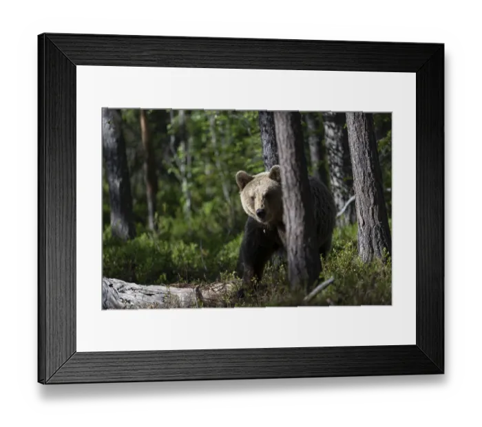 Framed Print : European brown bear, Karelia, Finland, Europe