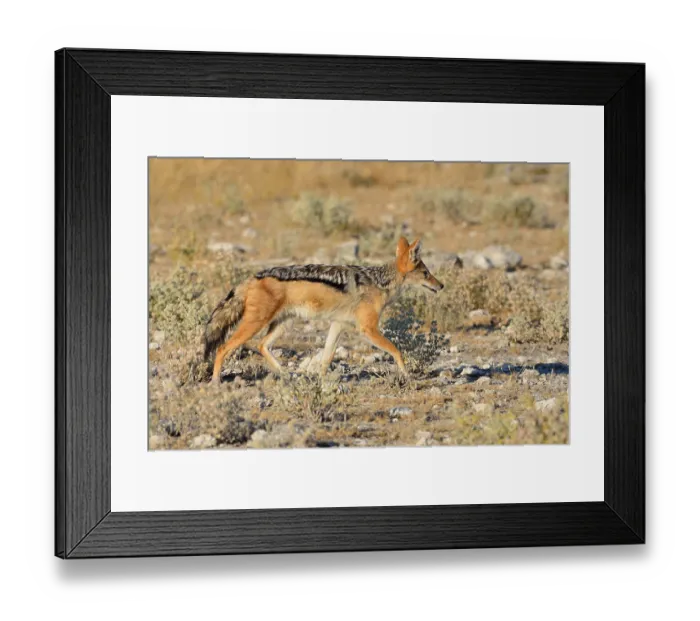 Framed Print : Black-backed jackal (Canis mesomelas)