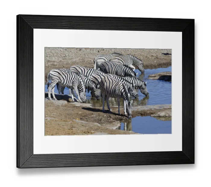 Framed Print : Burchells zebras (Equus quagga burchellii)