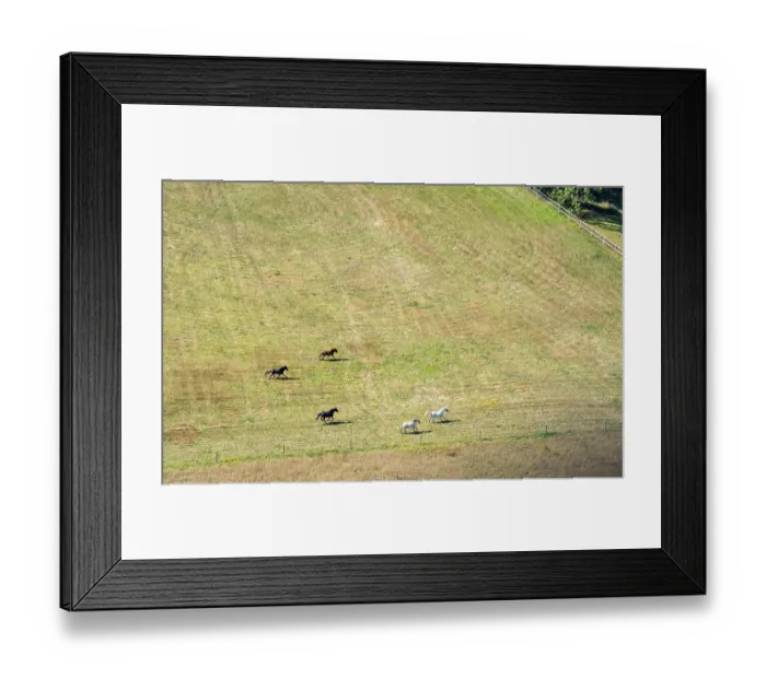 Framed Print : Horses in a paddock in the Rural Eifel Framed Print : Horses in a paddock in the Rural Eifel
