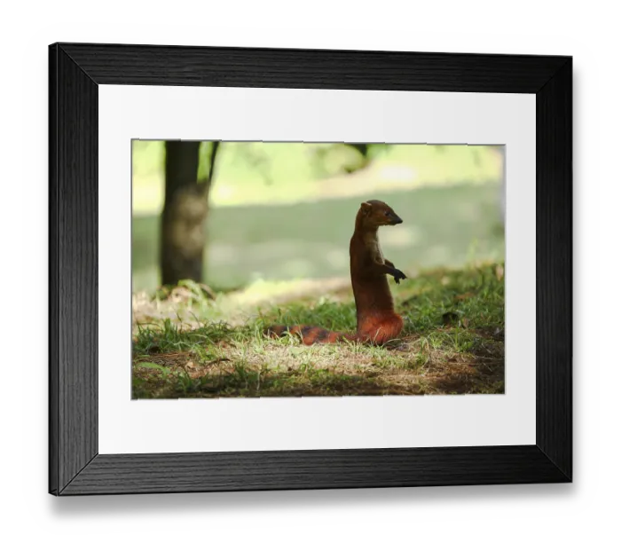 Framed Print : Ring-tailed mongoose (Galidia elegans) Framed Print : Ring-tailed mongoose (Galidia elegans)