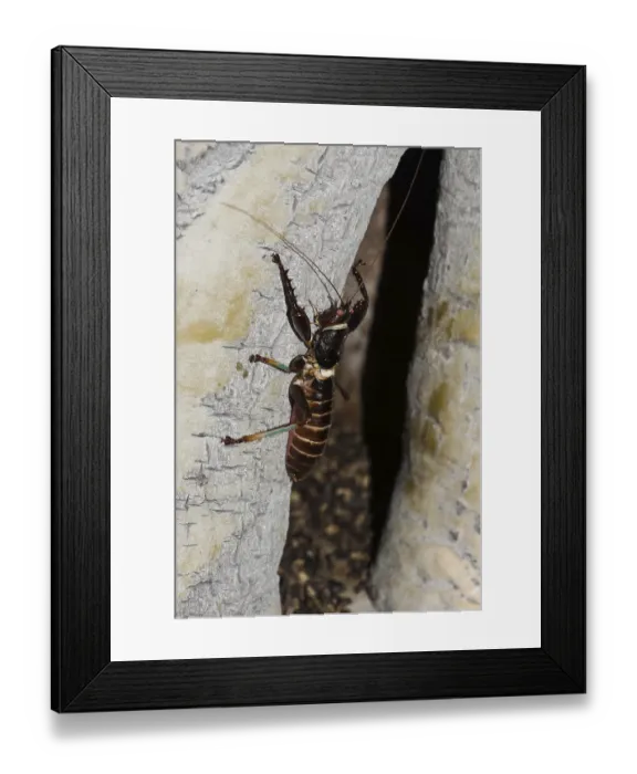Framed Print : Tiger cricket (Colossopus grandidieri)