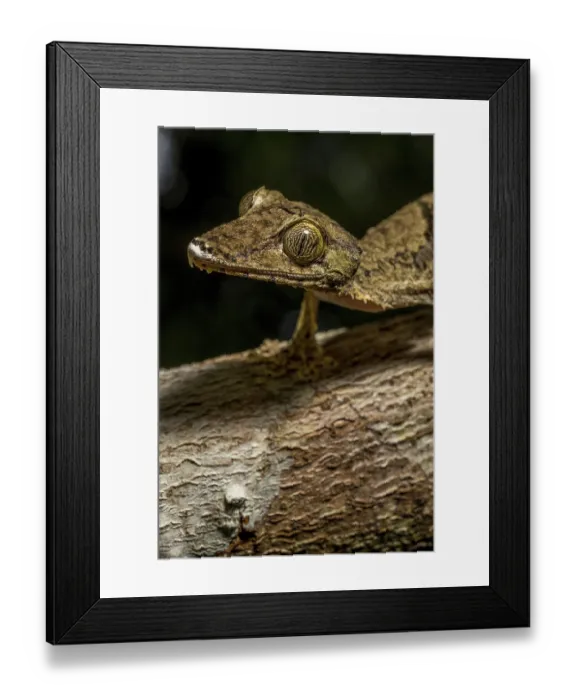Framed Print : Giant flat-tailed gecko (Uroplatus cf) Framed Print : Giant flat-tailed gecko (Uroplatus cf)